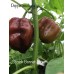 Scotch Bonnet Brown Pepper Seeds