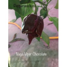 Naga Viper Chocolate Pepper Seeds Naga Viper Chocolate Pepper Seeds