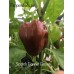 Scotch Bonnet Brown Pepper Seeds