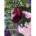Brazilian Ghost Chocolate Pepper Seeds 