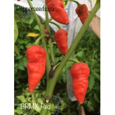 BRMX Red Pepper Seeds