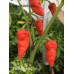 BRMX Red Pepper Seeds