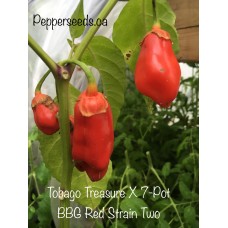 Tobago Treasure X 7-Pot BBG Red Strain Two Pepper Seeds 