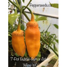 7-Pot Bubble-Gum x Jobito Yellow WC Pepper Seeds 