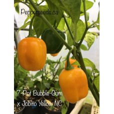 7-Pot Bubble-Gum x Jobito Yellow Pepper Seeds 