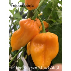 Trinidad Scorpion Yellow CARDI Pepper Seeds 