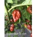 Brazilian Ghost Chocolate Pepper Seeds 