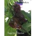Naga Viper Chocolate Pepper Seeds Naga Viper Chocolate Pepper Seeds