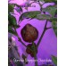 Sunrise Scorpion Chocolate Pepper Seeds Sunrise Scorpion Chocolate Pepper Seeds