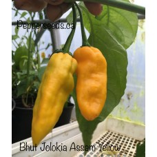 Bhut Jolokia Assam Yellow Pepper Seeds 