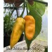 Bhut Jolokia Assam Yellow Pepper Seeds 