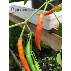 Lanterna De Foe Pepper Seeds Lanterna De Foe Pepper Seeds