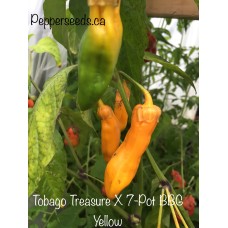 Tobago Treasure X 7-Pot BBG Yellow Pepper Seeds 
