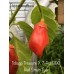 Tobago Treasure X 7-Pot BBG Red Strain Two Pepper Seeds 
