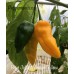 Bhut Jolokia Assam Yellow Pepper Seeds 