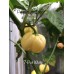 7-Pot White Pepper Seeds