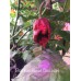 Brazilian Ghost Chocolate Pepper Seeds 