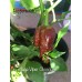 Naga Viper Chocolate Pepper Seeds Naga Viper Chocolate Pepper Seeds