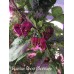 Brazilian Ghost Chocolate Pepper Seeds 
