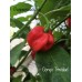 Congo Trinidad Pepper Seeds Congo Trinidad Pepper Seeds
