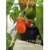 Tobago Treasure X 7-Pot BBG Red Strain Two Pepper Seeds 
