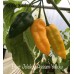 Bhut Jolokia Assam Yellow Pepper Seeds 