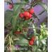 Macho Powerful Pepper Seeds 
