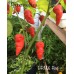 BRMX Red Pepper Seeds