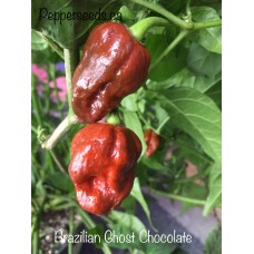 Brazilian Ghost Chocolate Pepper Seeds 