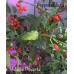 Macho Powerful Pepper Seeds 