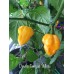 Devils Tongue Yellow Pepper Seeds 