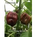 Scotch Bonnet Brown Pepper Seeds