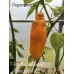 7-Pot Bubble-Gum x Jobito Yellow WC Pepper Seeds 