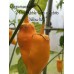 7-Pot Bubble-Gum x Jobito Yellow WC Pepper Seeds 