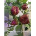 Sunrise Scorpion Chocolate Pepper Seeds Sunrise Scorpion Chocolate Pepper Seeds