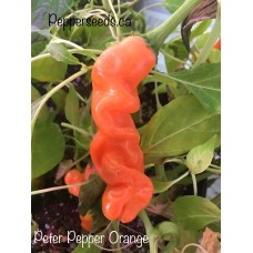 Peter Pepper Orange Pepper Seeds