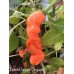 Peter Pepper Orange Pepper Seeds
