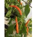 Lanterna De Foe Pepper Seeds Lanterna De Foe Pepper Seeds