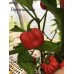 Congo Trinidad Pepper Seeds Congo Trinidad Pepper Seeds