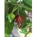Naga Viper Chocolate Pepper Seeds Naga Viper Chocolate Pepper Seeds