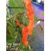 Peter Pepper Orange Pepper Seeds
