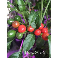 Macho Powerful Pepper Seeds 