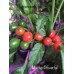Macho Powerful Pepper Seeds 