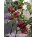 Sunrise Scorpion Chocolate Pepper Seeds Sunrise Scorpion Chocolate Pepper Seeds