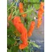Peter Pepper Orange Pepper Seeds
