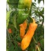 Tobago Treasure X 7-Pot BBG Yellow Pepper Seeds 