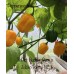 7-Pot Bubble-Gum x Jobito Yellow Pepper Seeds 