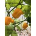 7-Pot Bubble-Gum x Jobito Yellow Pepper Seeds 