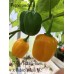 7-Pot Bubble-Gum x Jobito Yellow Pepper Seeds 