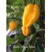 Devils Tongue Yellow Pepper Seeds 